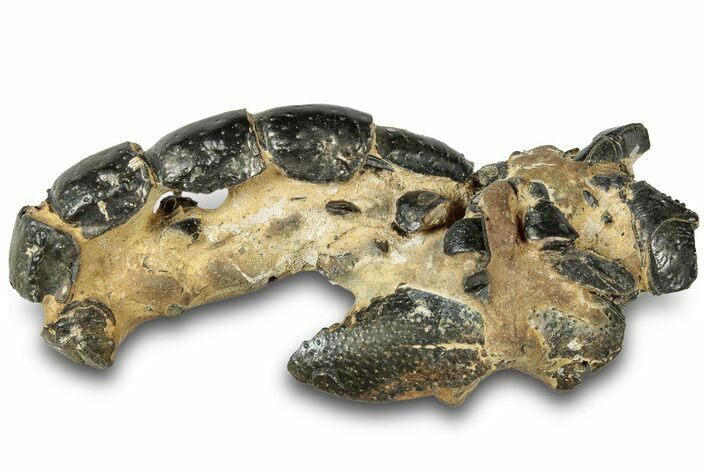 Fossil Mud Lobster (Thalassina) - Gunn Point, Australia #307762